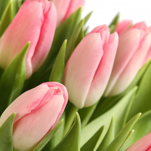 Компания АвтоБЕЛ сердечно поздравляет милых дам с наступлением весны и предстоящим праздником 8 марта!