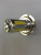 Светодиодная лампа H 7 12V/24V (30+1)SMD WHITE(Mаяк) (24H7/31SMD/ A-26)